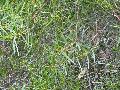 Manna Wattle / Acacia microcarpa